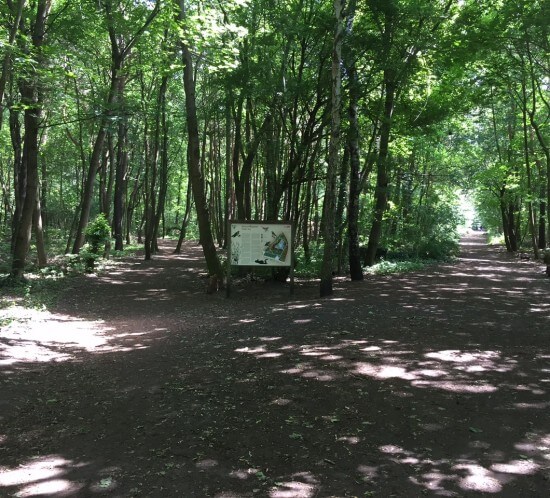 Forest runs the perfect running sessions