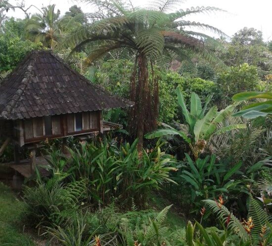 Bali Mountain Retreat Batukaru Yoga in the mountains