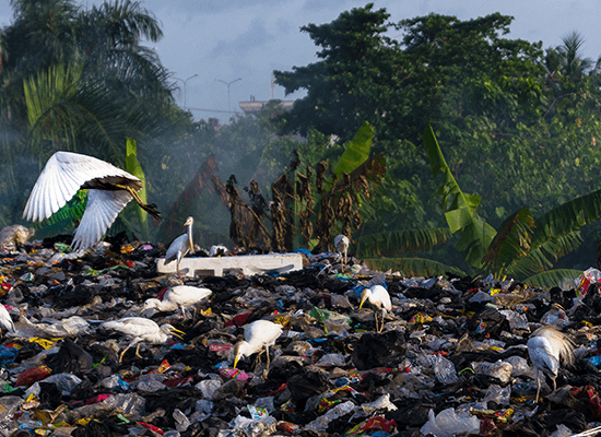 Ocean - Weg mit dem Plastik! Eine App gegen die Verschmutzung der Meere