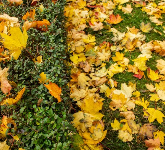 Läufer im herbstlichen Wald — Herbst-Fitness 2023