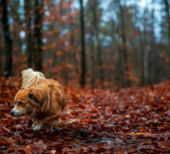 Läufer auf Herbst-Trail mit passenden Laufschuhen