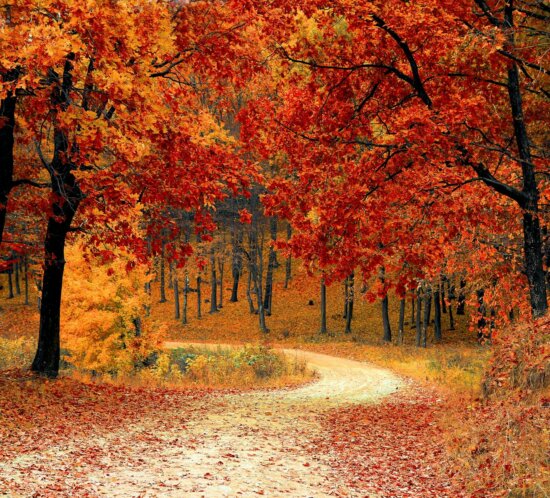 Läufer auf herbstlichem Waldweg — Laufen im Herbst 2023