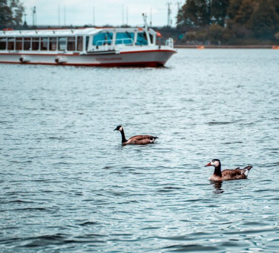 Bildmotiv zu Wildschwimmen, See und Fruehling im redaktionellen Magazinkontext