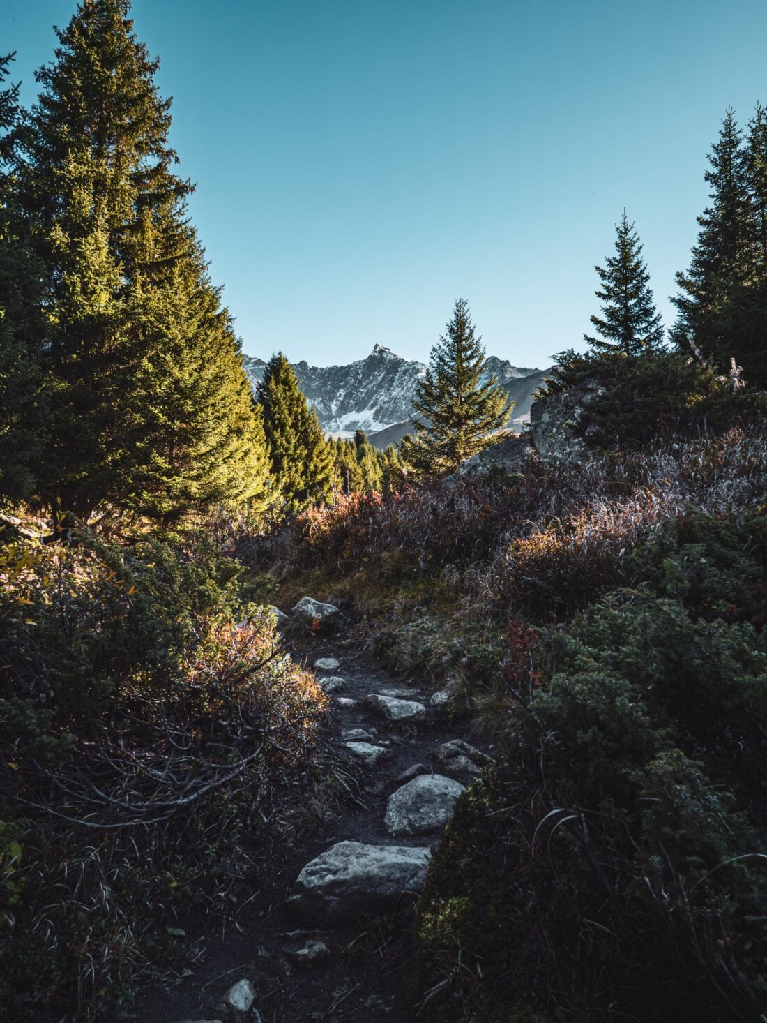 Alpiner Steinpfad zwischen Tannen, Berggipfel im Hintergrund